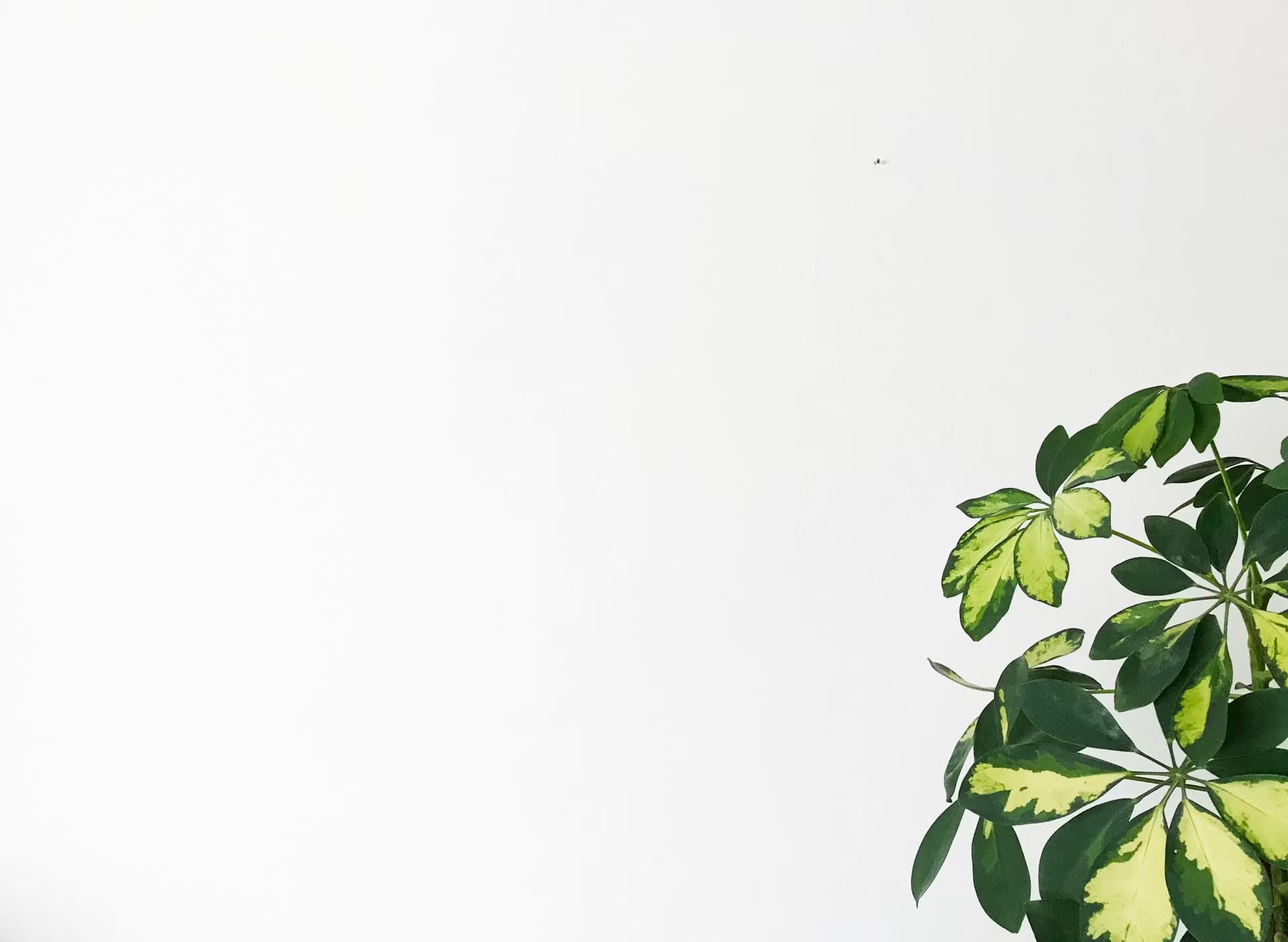 Persona practicando mindfulness online a su ritmo desde casa